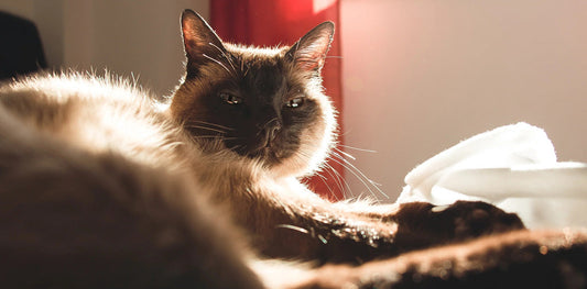 How to Disinfect and Deodorize Your Cat’s Litter Box the Right Way